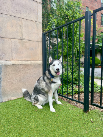 Dallas Animal Services