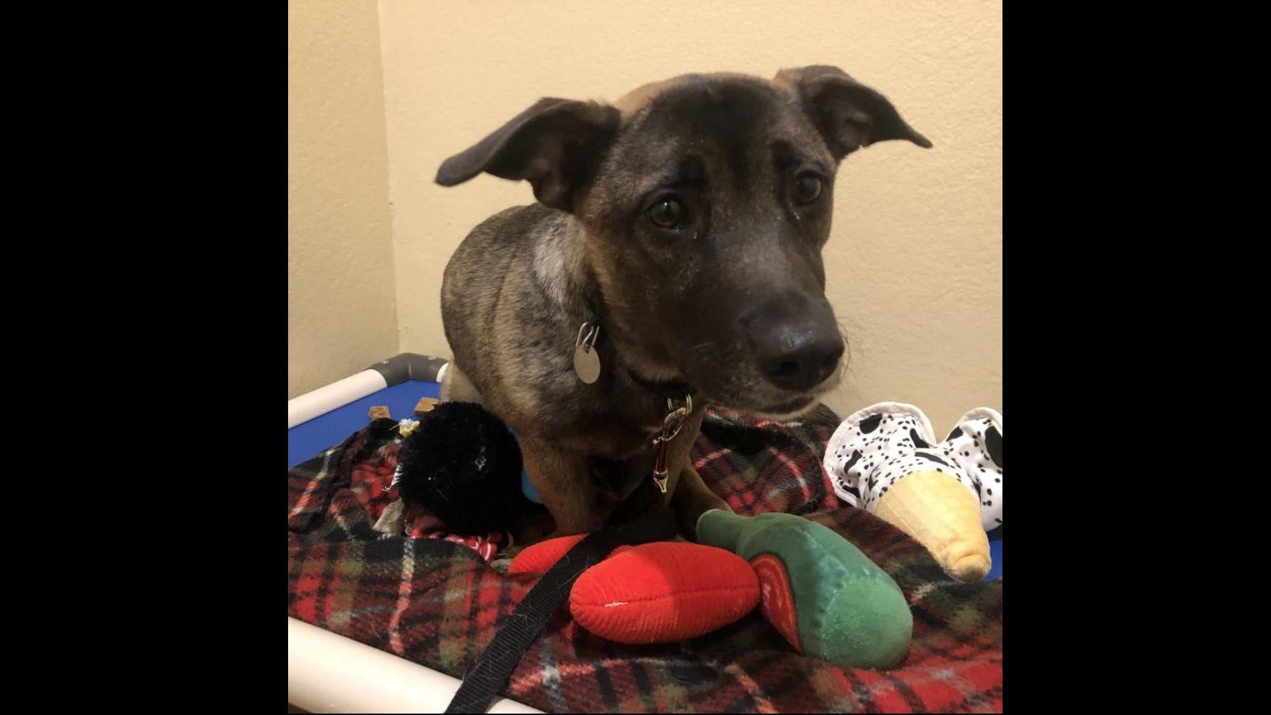 This curious pup wants to be your new best friend