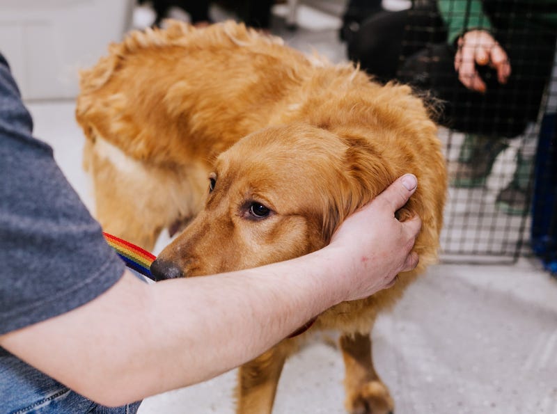 golden retriever