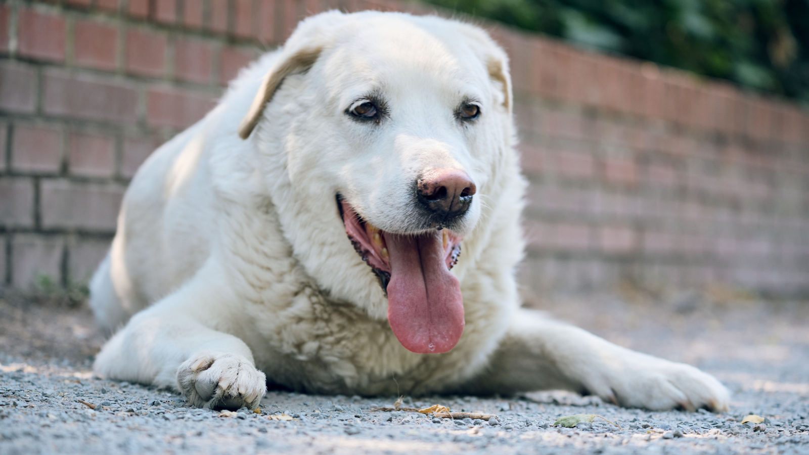 Owners could be fined for leaving their pets outdoors in excessive heat