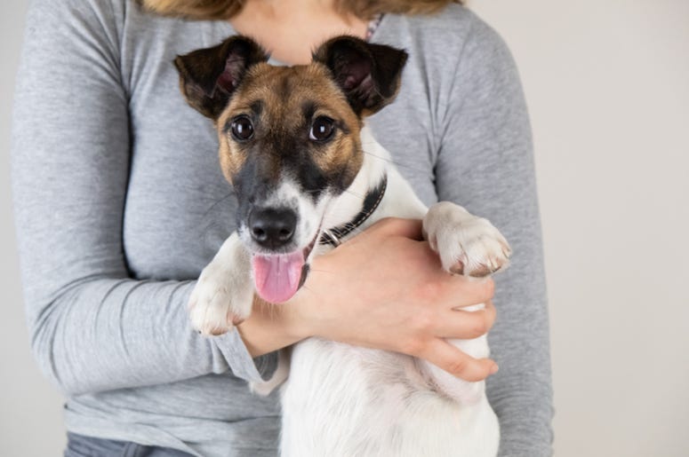 Fox Terrier held by woman