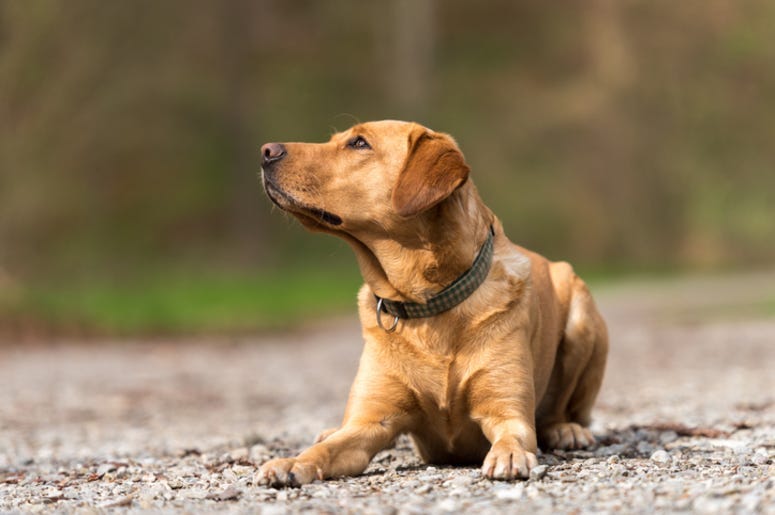 Dog