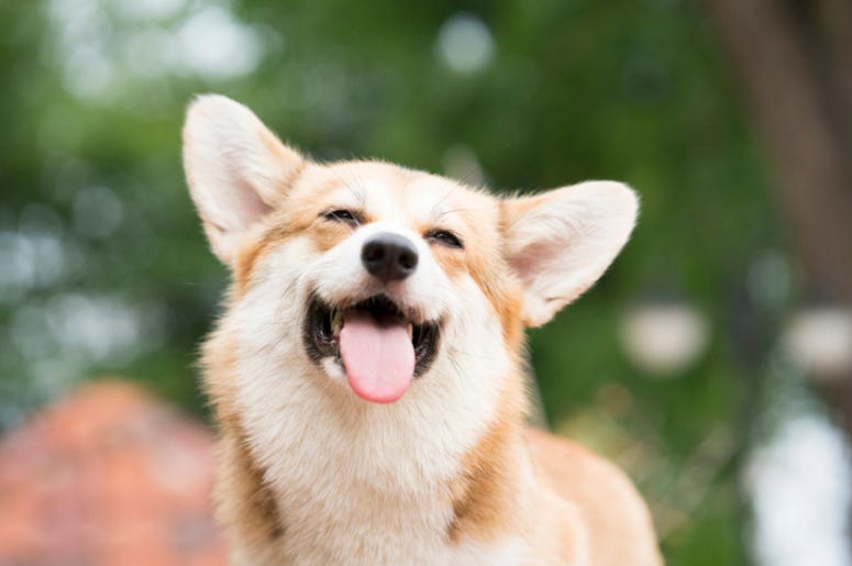 Dog