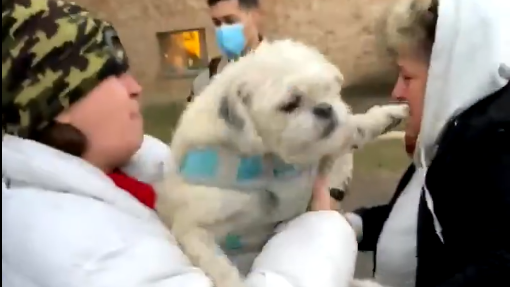 Dog stolen during car theft is found, reunited with owners
