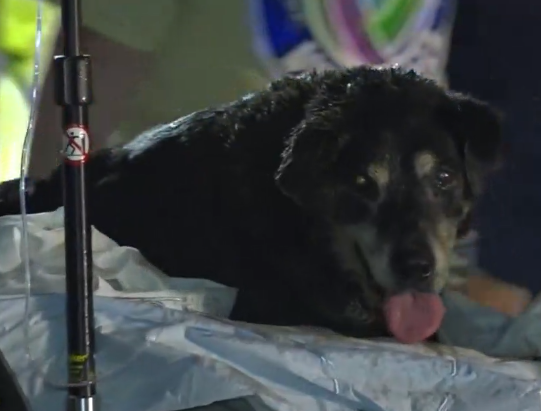 Deaf dog rescued from storm drain