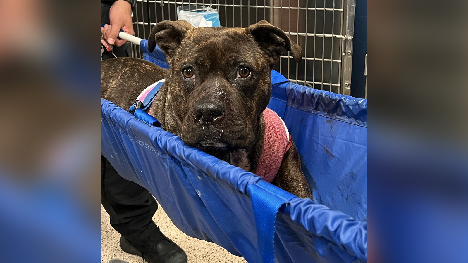 PSPCA: Dog shot multiple times in Kingsessing