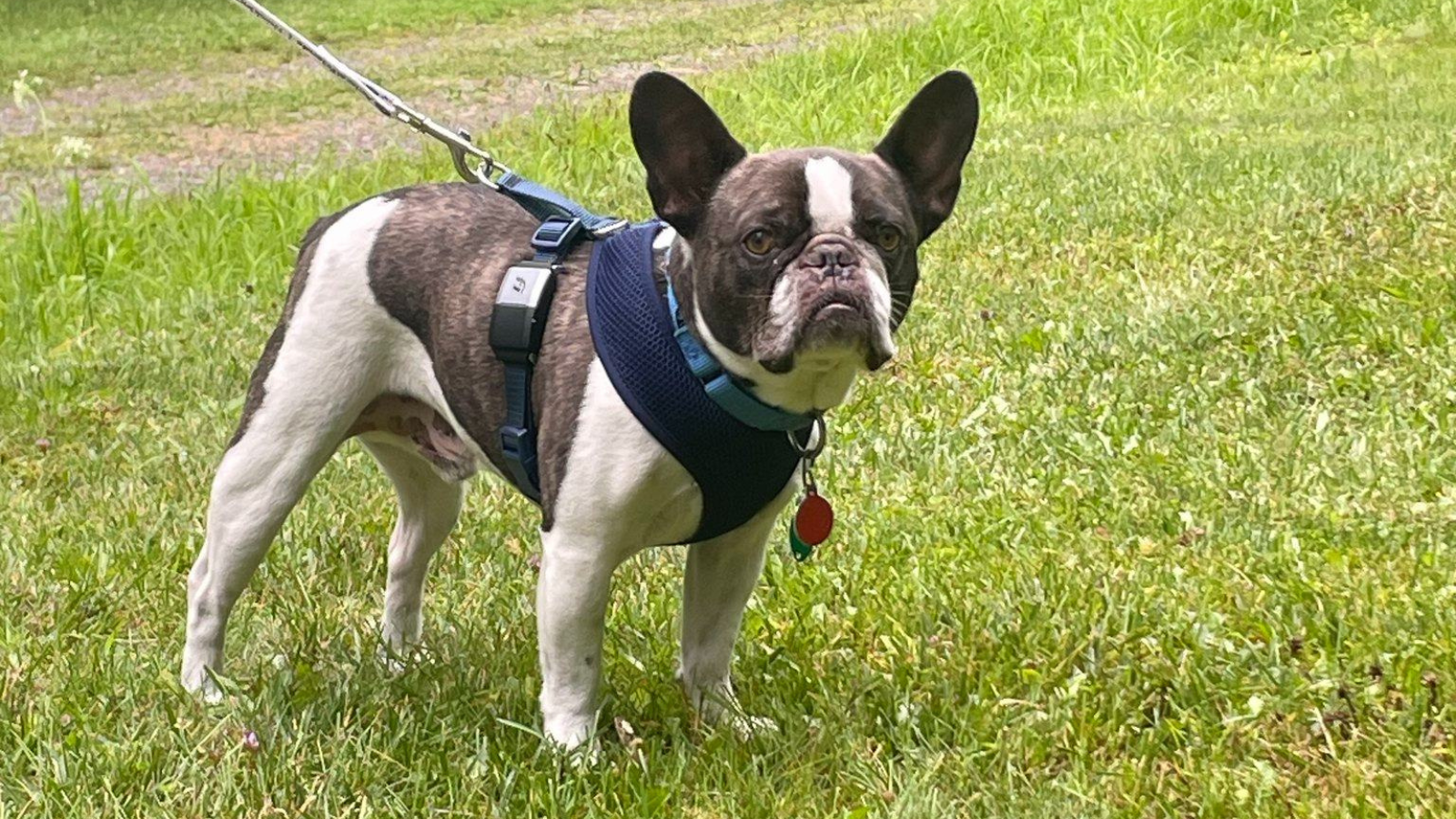 A woman abandoned her dog at a Pa. airport before flying to a resort, officials say
