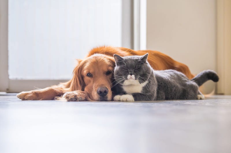 dog and cat on floor