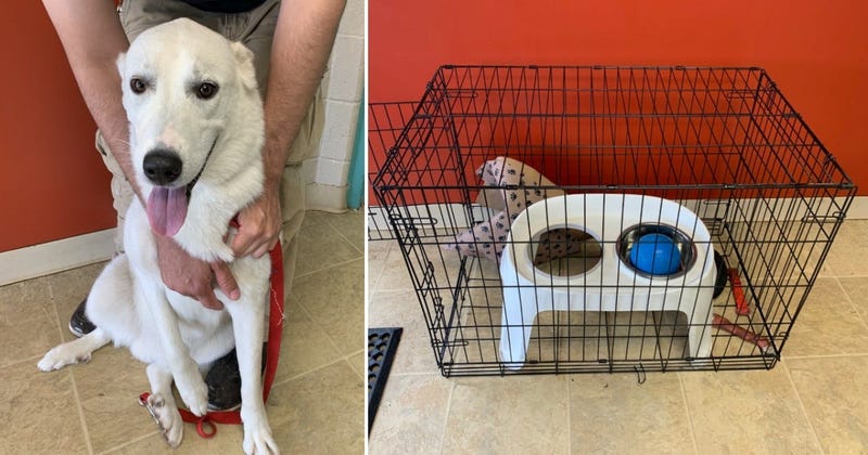 abandoned dog and crate