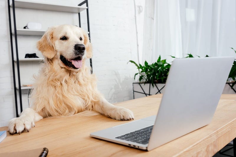 golden_retriever