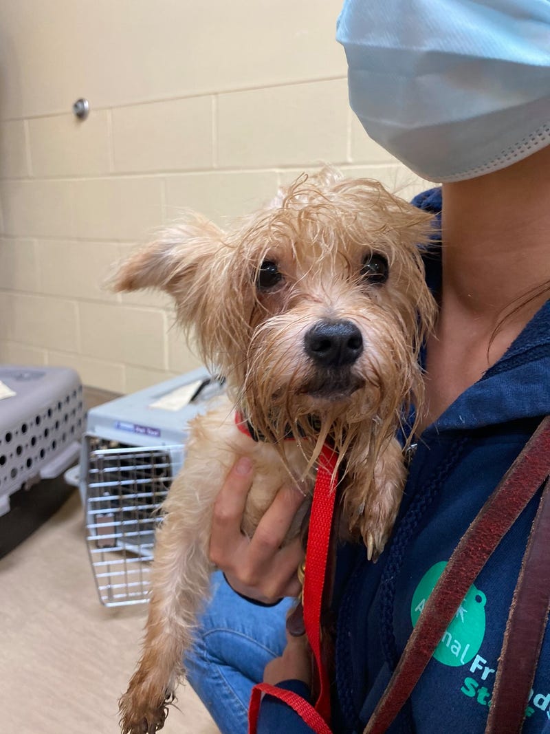 Dog rescued