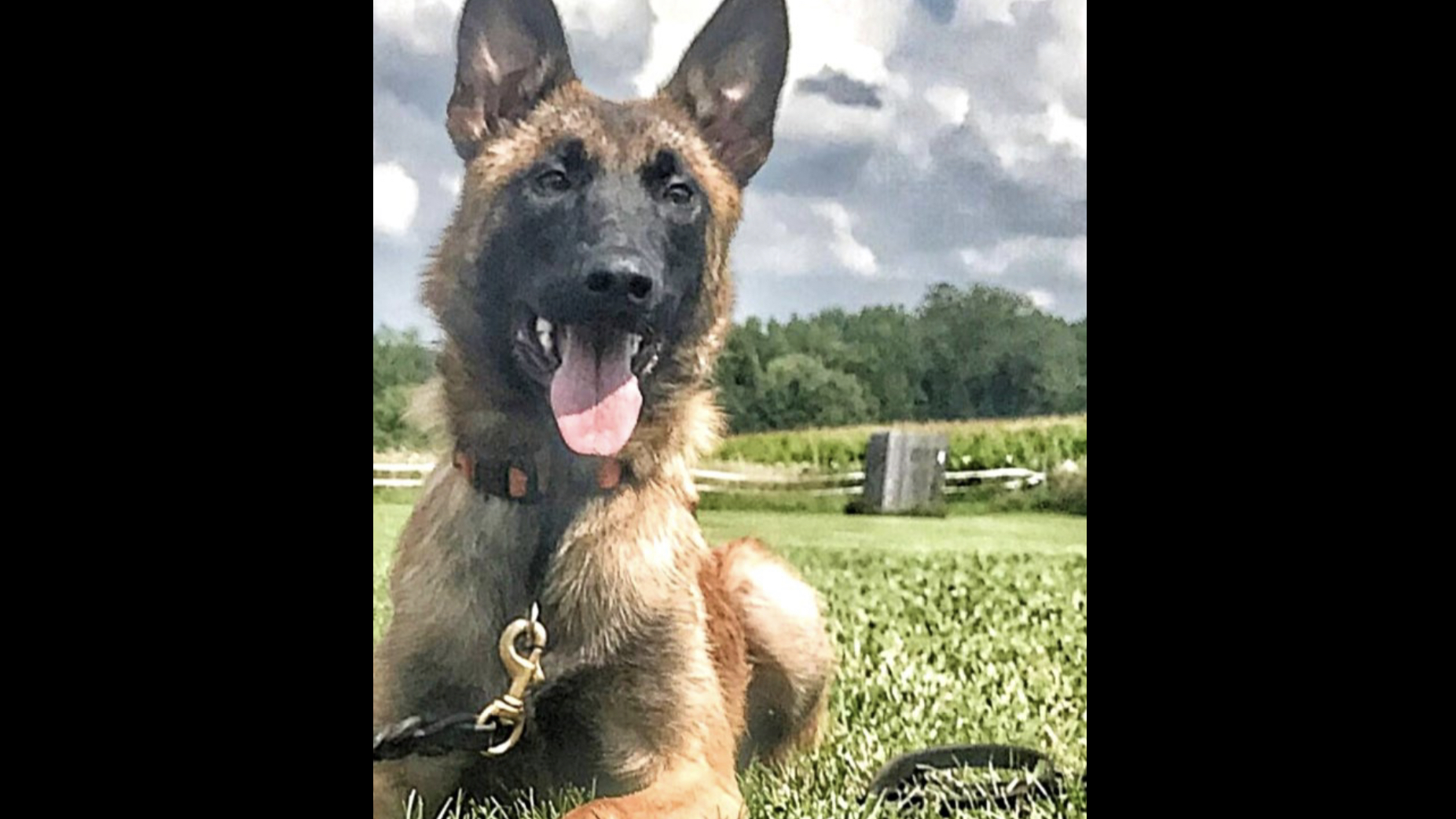 Retired cadaver-sniffing K9, Bones, sits at center of lawsuit against Lake County coroner