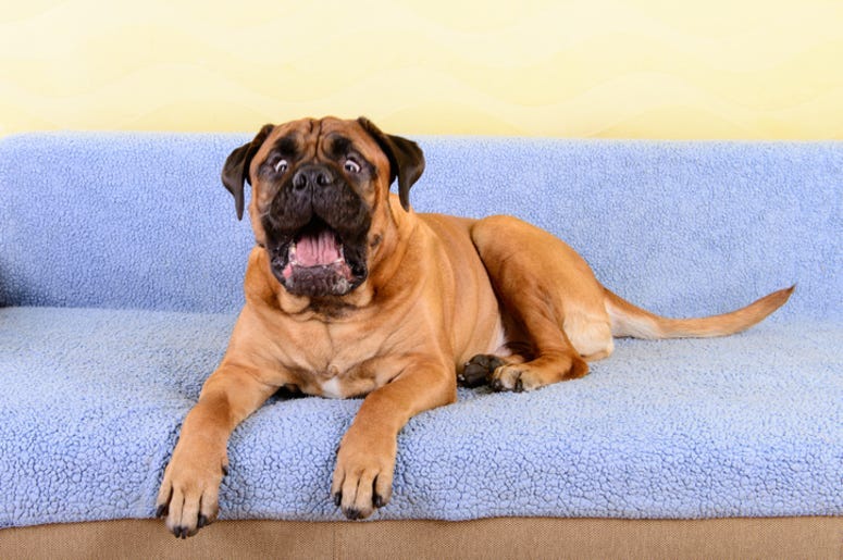 Dog_Barking