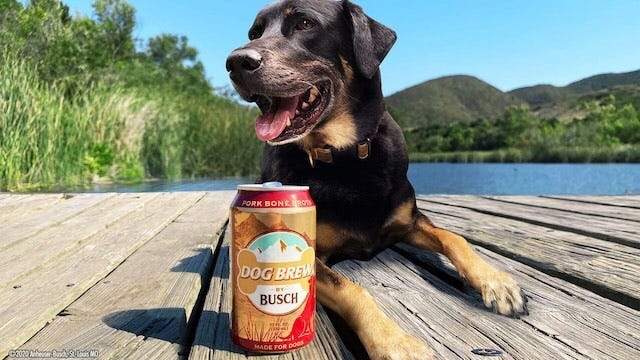 A Beer For Your Dog? Busch Releases New 'Dog Brew'