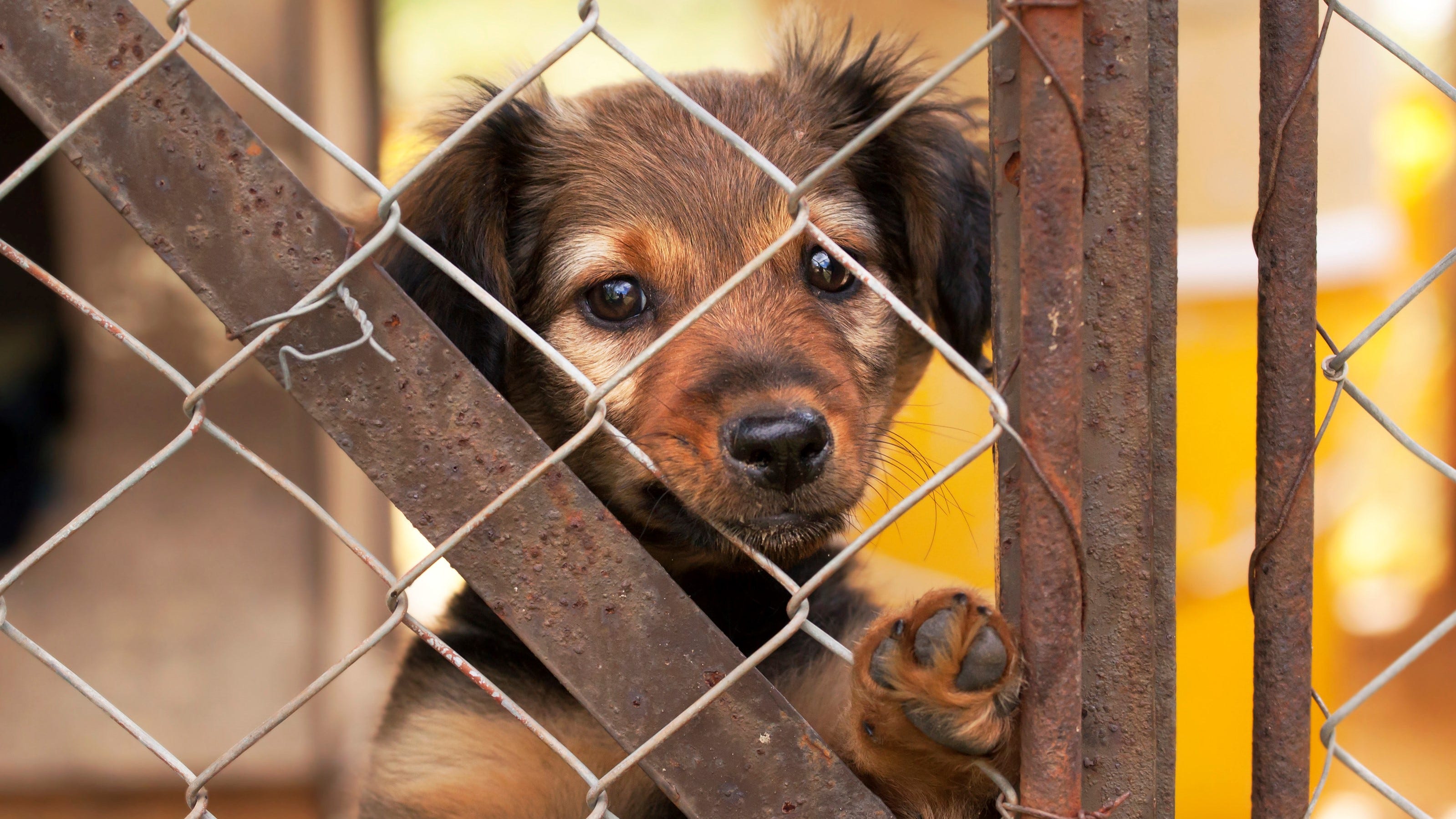 Animal shelters report rise in returned pets adopted early in the pandemic