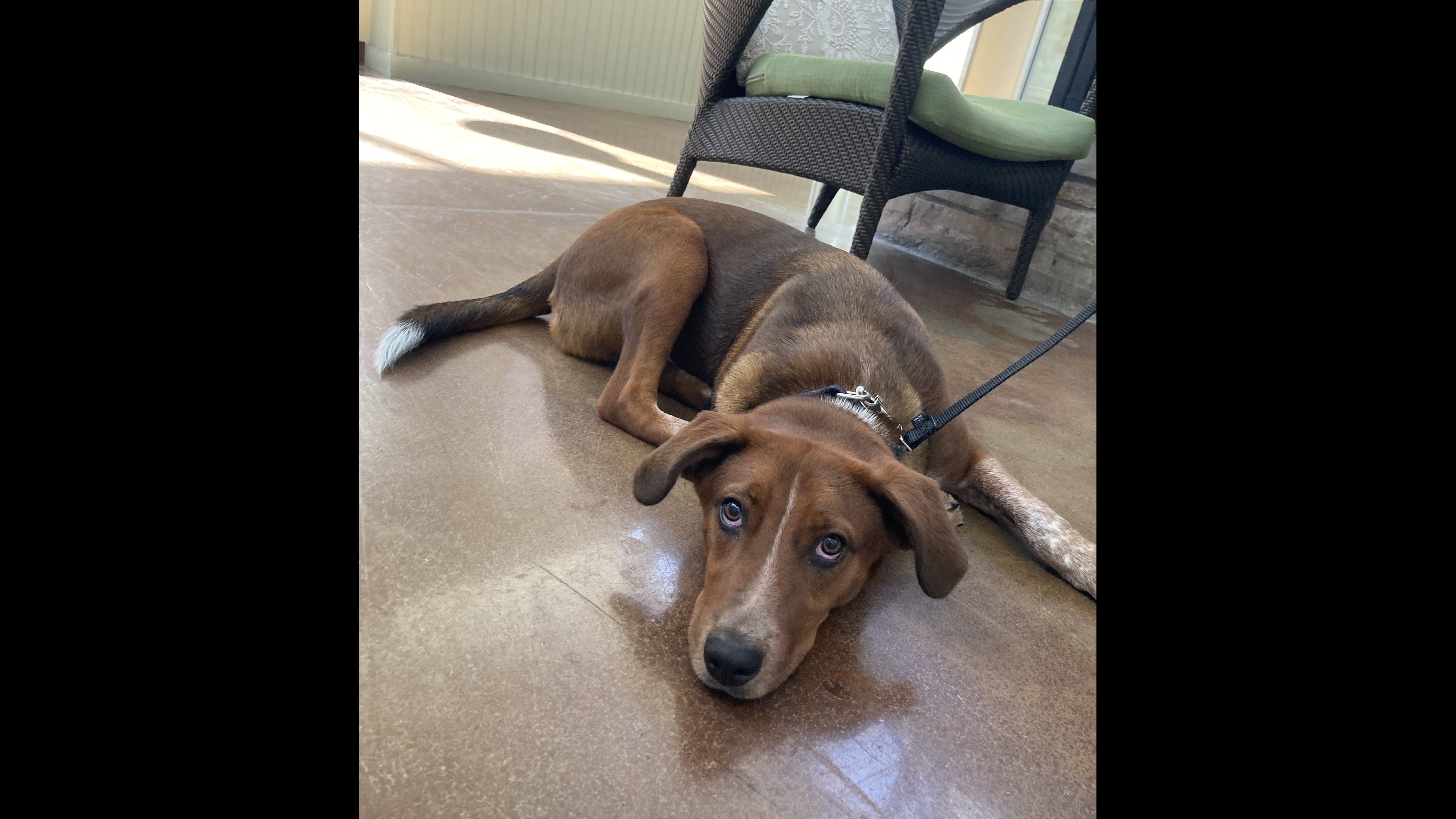 This Cattle Dog mix is looking for his forever home