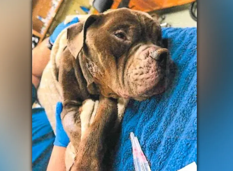 The Suffolk County Society for the Prevention of Cruelty to Animals is offering a $3,000 reward for the death of a dog found with “severe injuries” in Smithtown.
