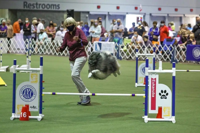 dog