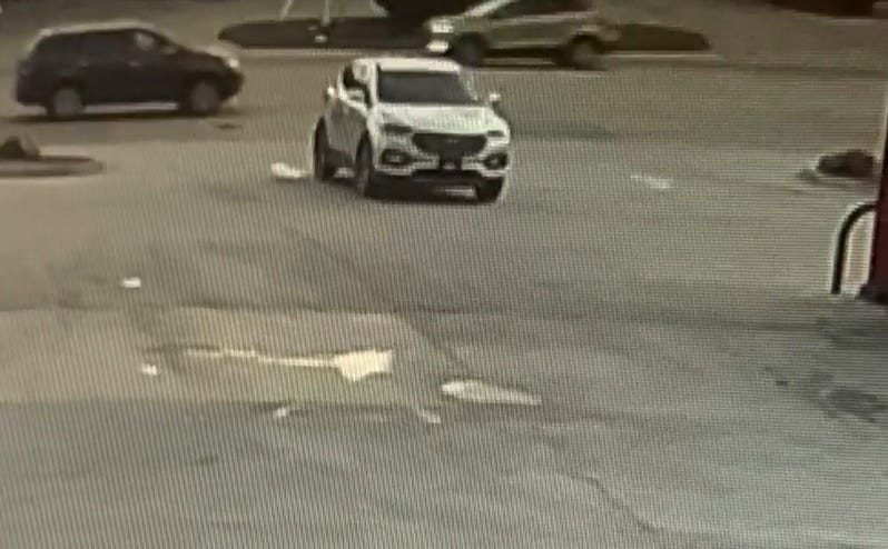 Dog drives car