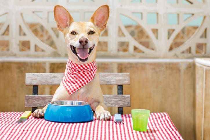 dog eating