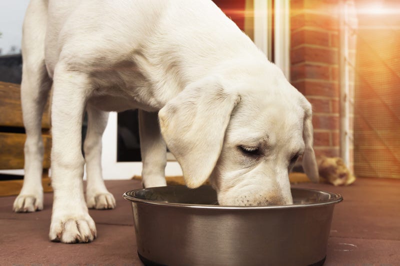 dog eating