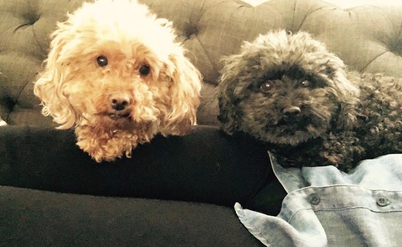 Nicholas Winter allegedly killed Bentley (right) and abandoned Sophia (left) following an argument with his girlfriend