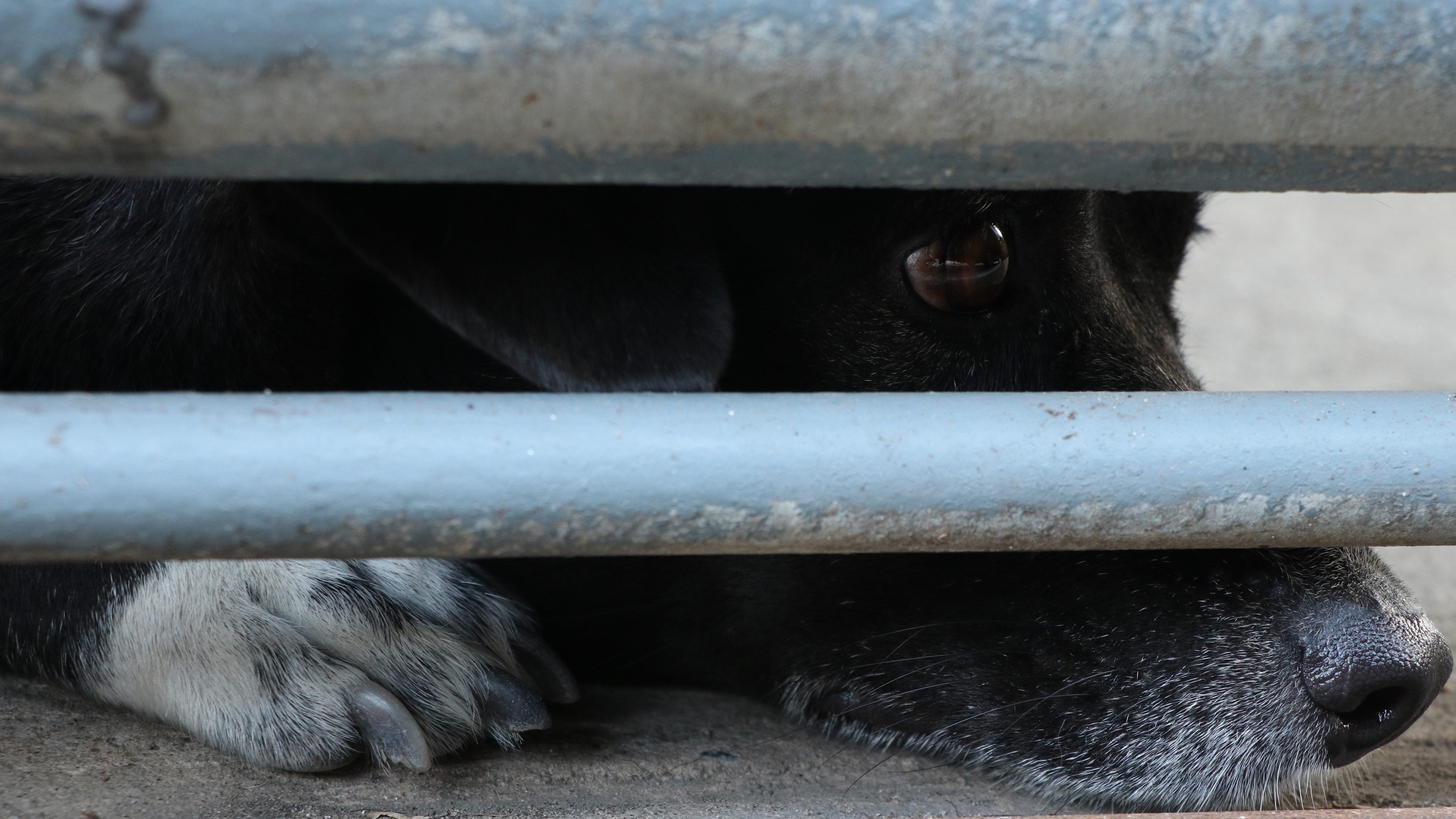 Aldermen vote to close loophole in Chicago's puppy mill crackdown