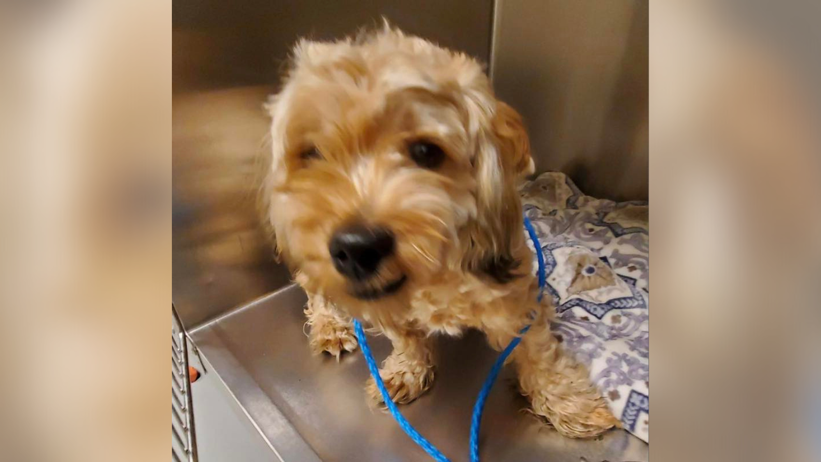 Dog stolen from North Philly animal shelter