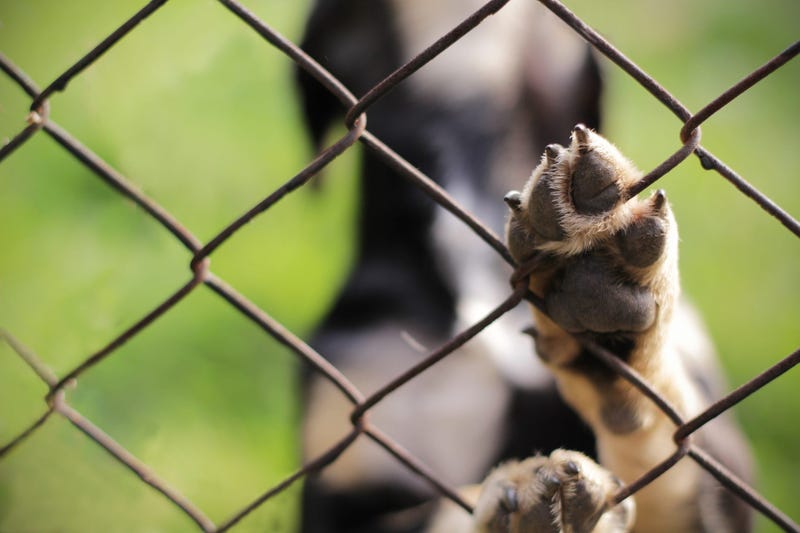 Dog paw on fence