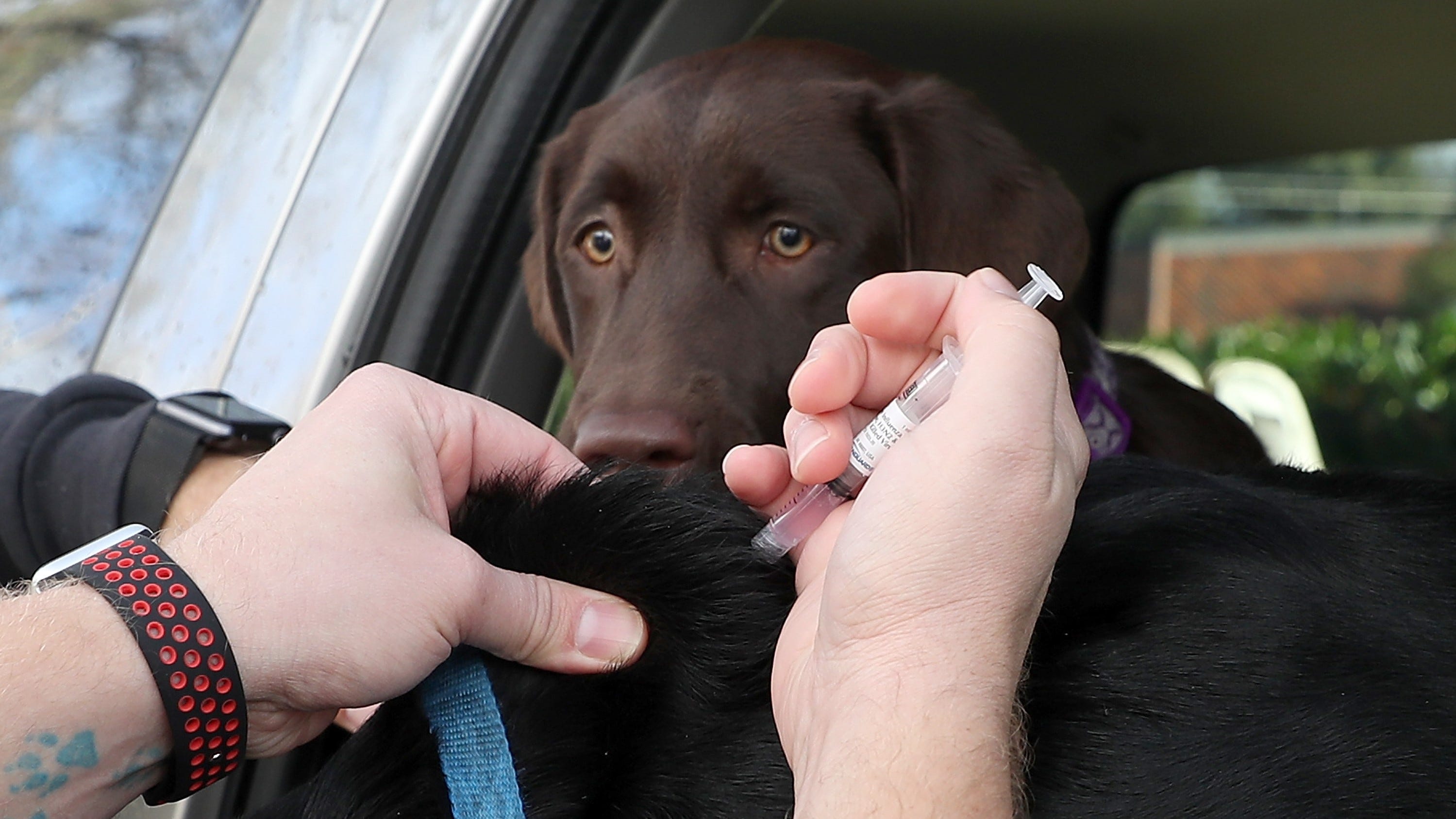 Minnesota Board of Animal Health details suspected cases of canine influenza in Minnesota shelters