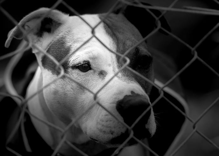 dog