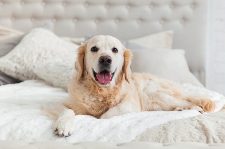 Dog_In_bed