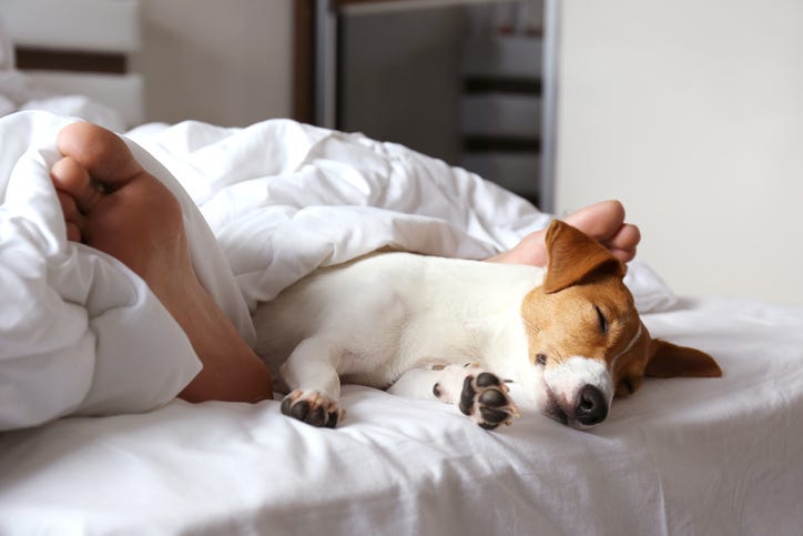 Dog
