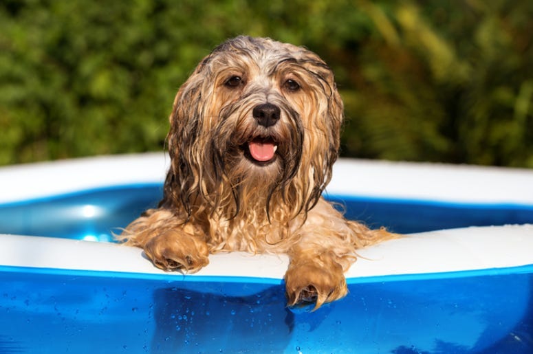 Dog_in_Pool