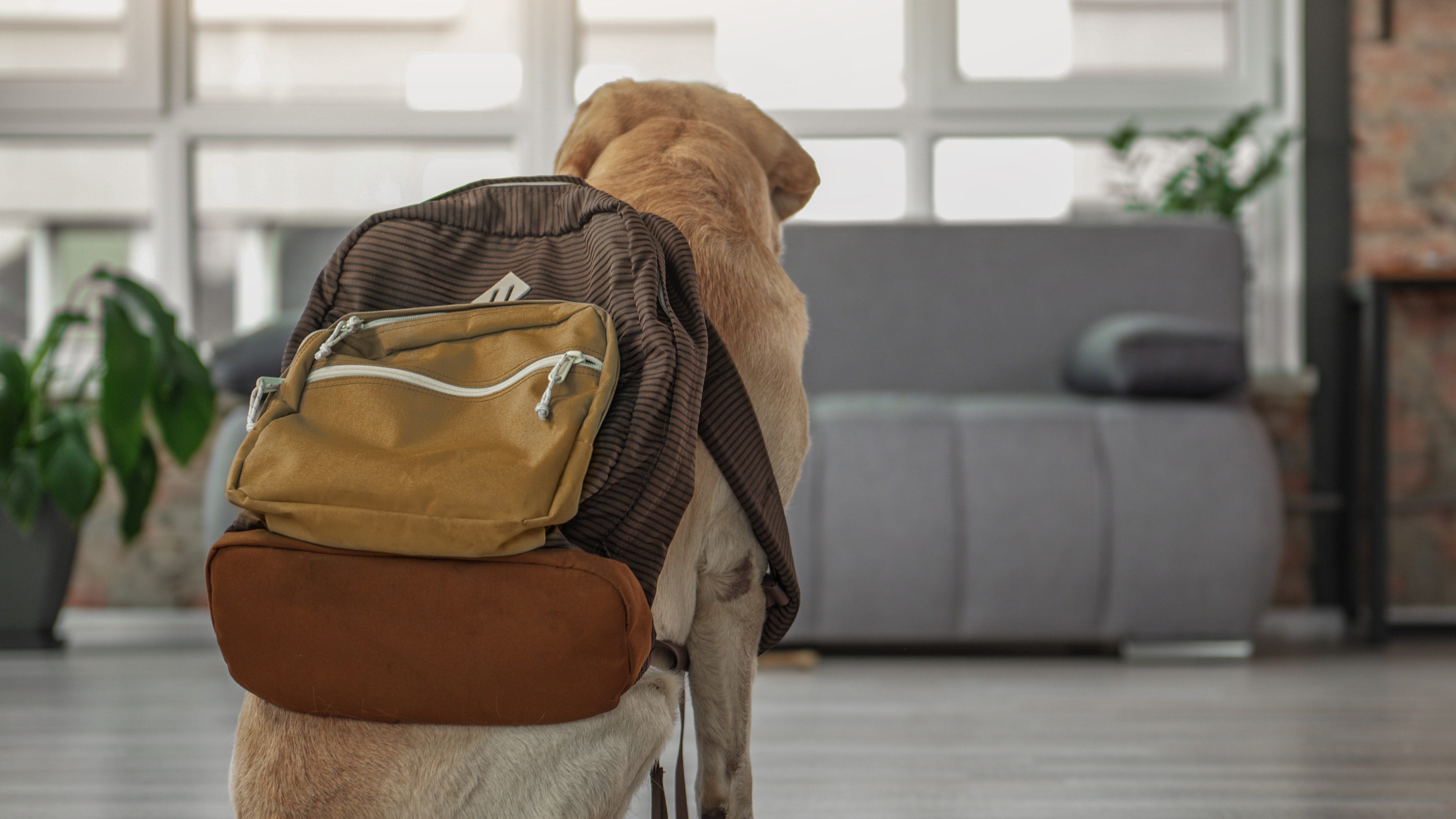 DePaul students – and their emotional support animals – returning to campus