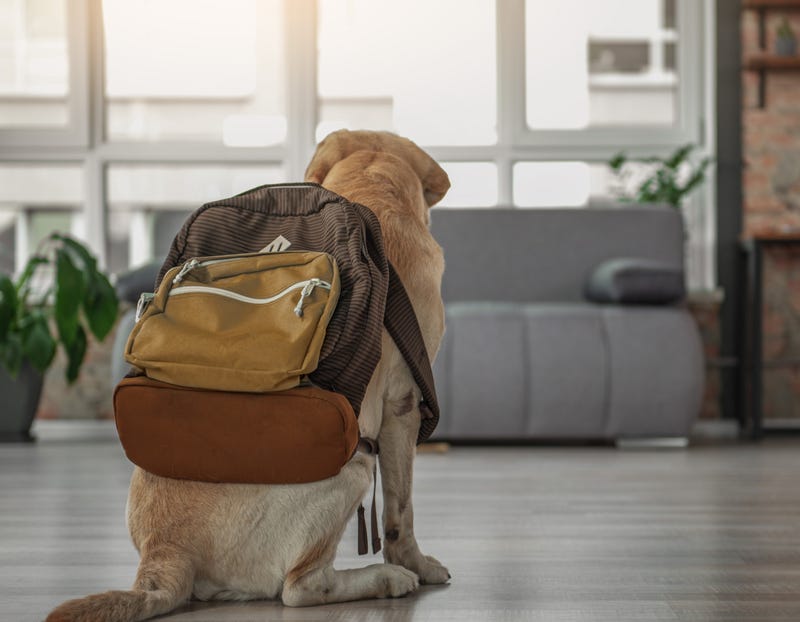 dog with backpack