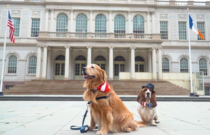 Photo credit: Instagram: @DogMayorNYC
