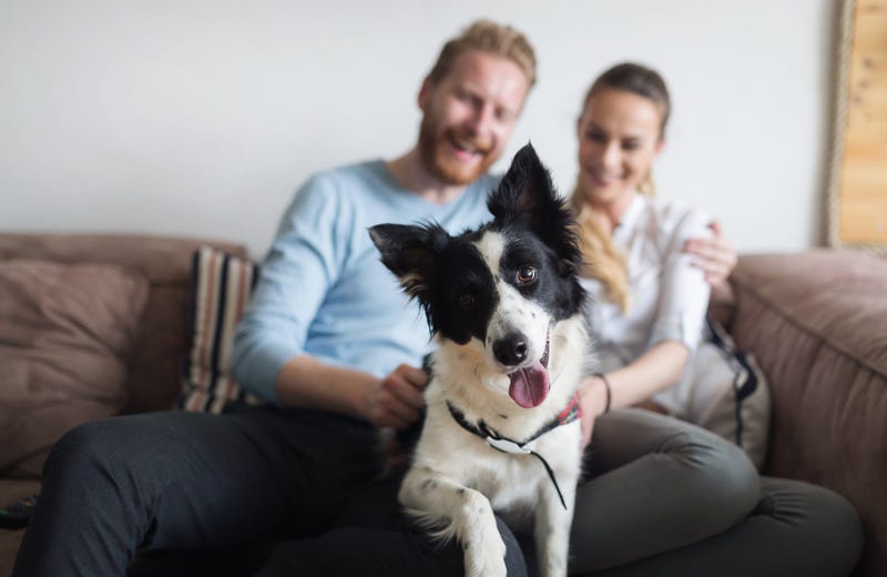 Dog and owners