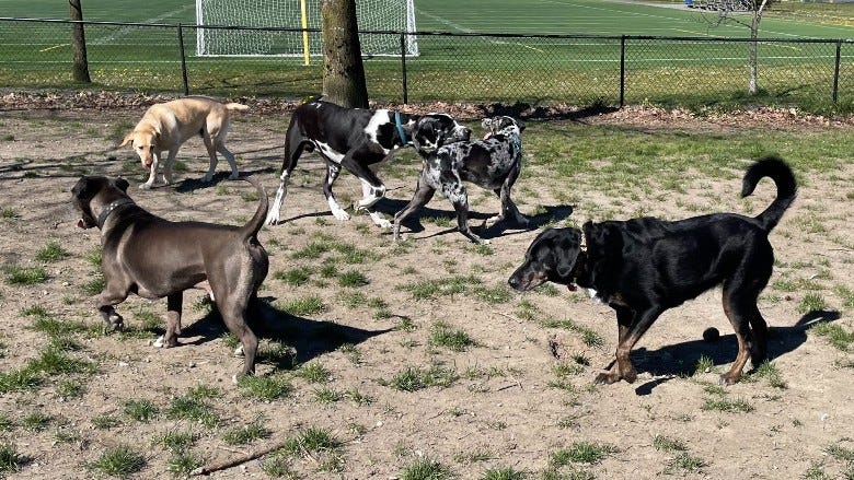 Dogs romping in the off-leash park