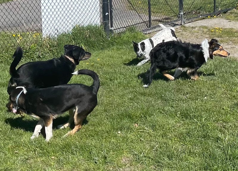Dogs romping at Genesee Park.