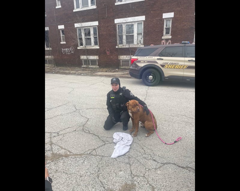 sheriff's deputy with pit mix