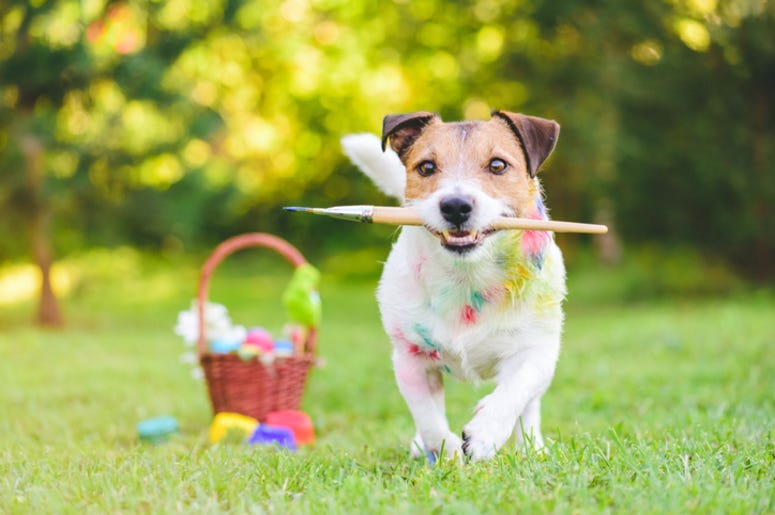 Dog_Run