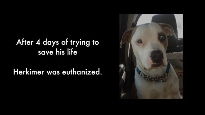 WATCH: Body-cam footage shows police shot, killed a ‘loving, playful’ puppy who tried to ‘greet the officer’