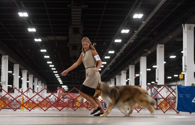 Carolina Foothills Dog Show Cluster 2019 - SABRINA SCHAEFFER via Imagn Content Services, LLC
