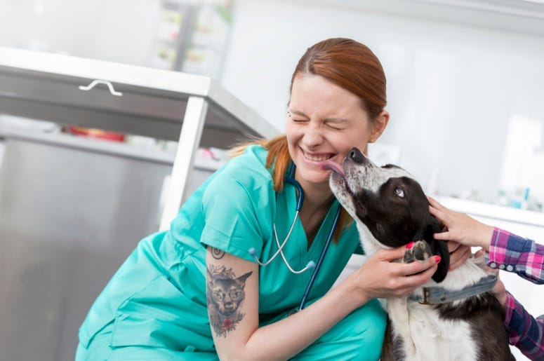 Dog_Vet