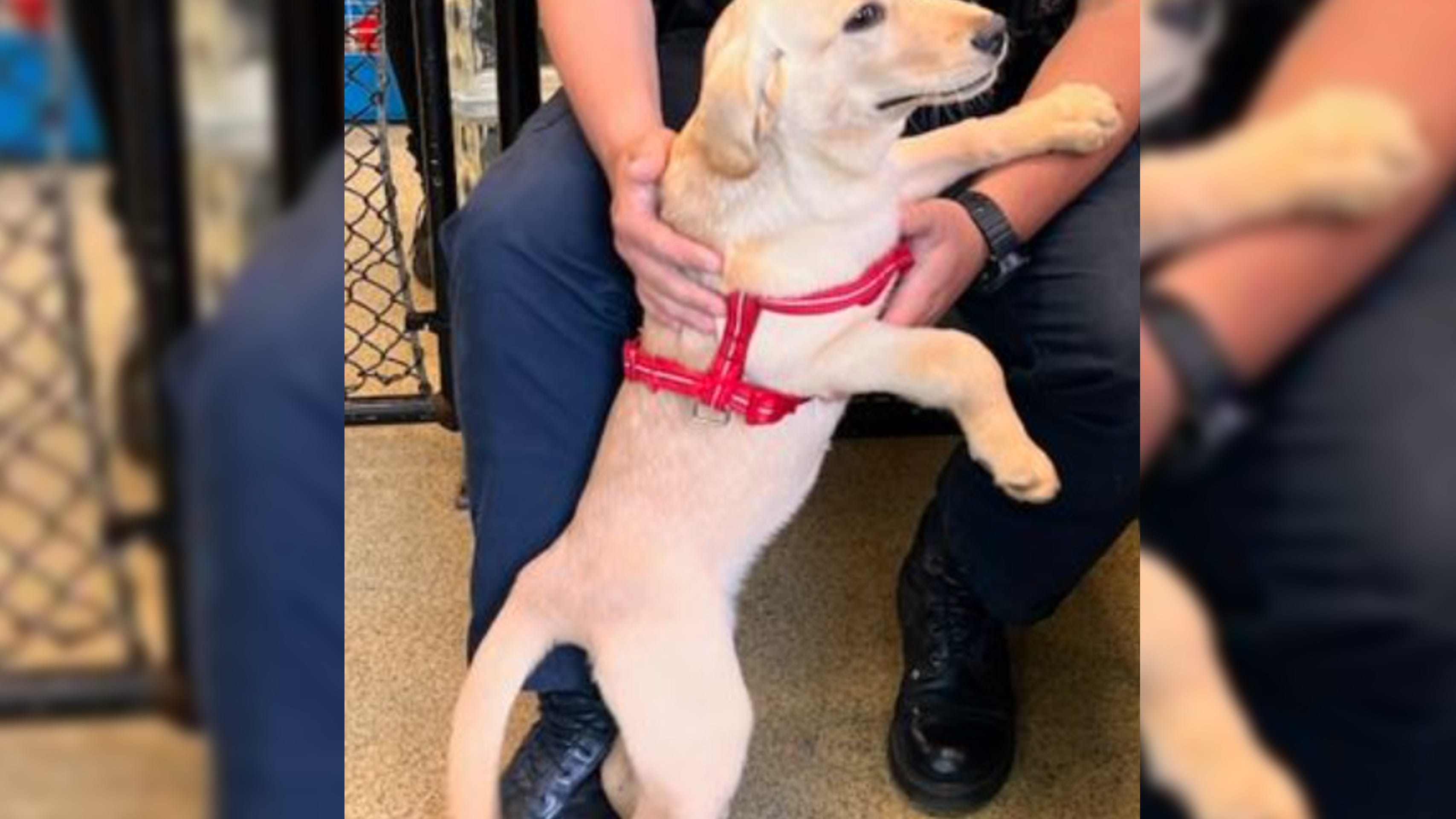 Couple arrested after feces-covered puppy found abandoned at NJ Home Depot