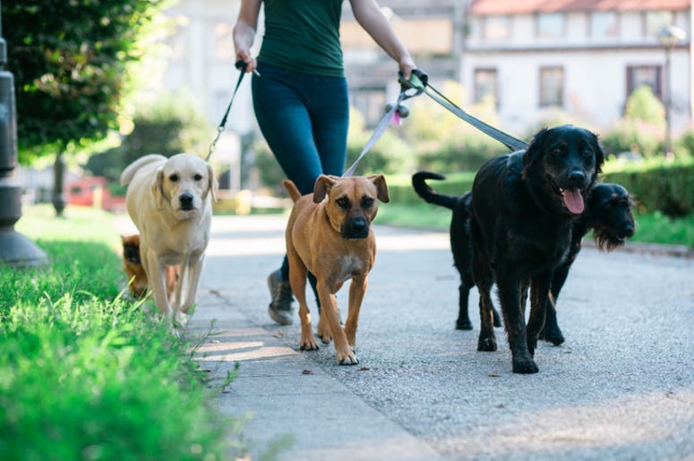 Dog_Walking