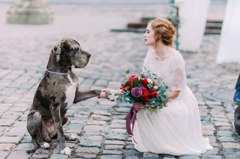 Dog_Wedding