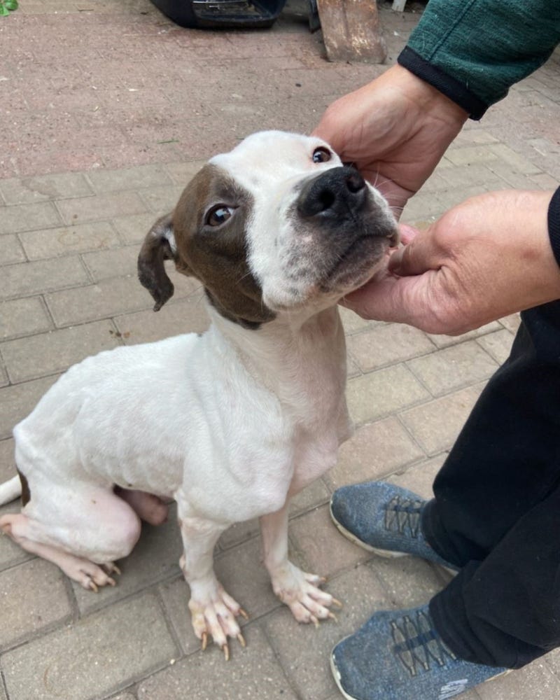 malnourished puppy with ribs protruding