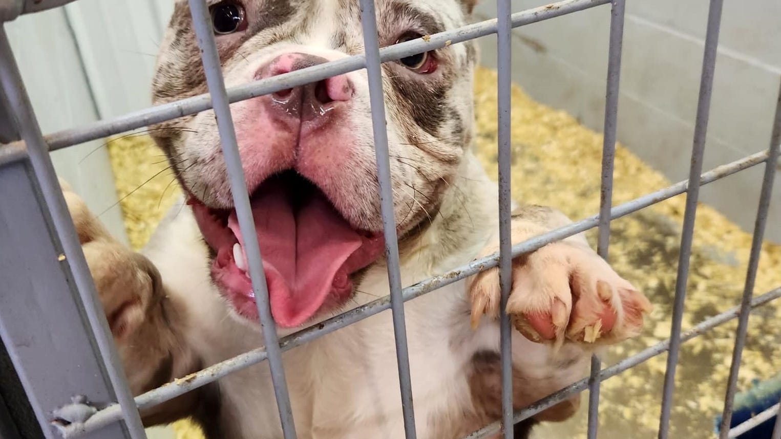 Police bust suspected puppy mill operation in Indiana